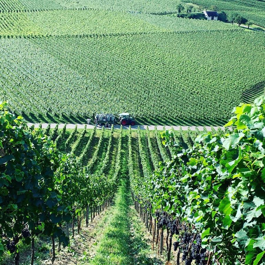 Апартаменты Ruedlins-Winzerhof Аугген Экстерьер фото