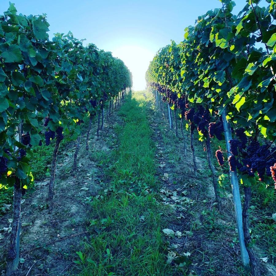 Апартаменты Ruedlins-Winzerhof Аугген Экстерьер фото
