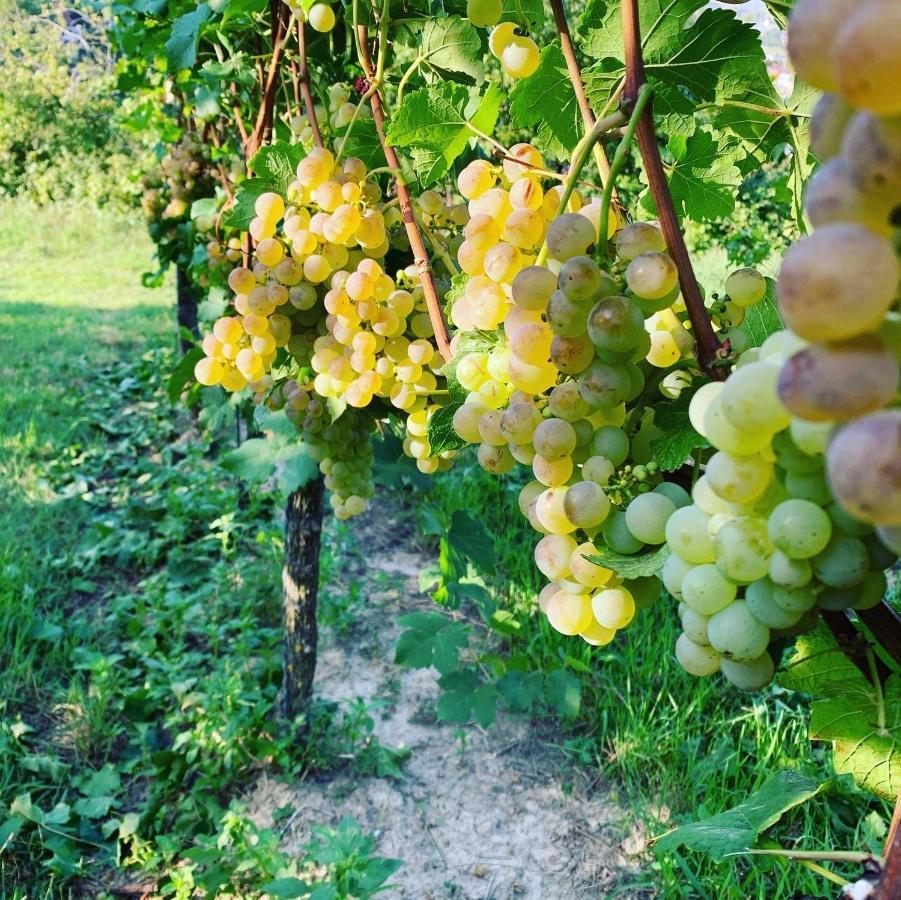 Апартаменты Ruedlins-Winzerhof Аугген Экстерьер фото